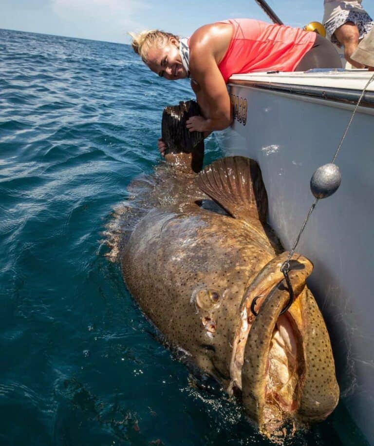 slob city charters goliath grouper fishing