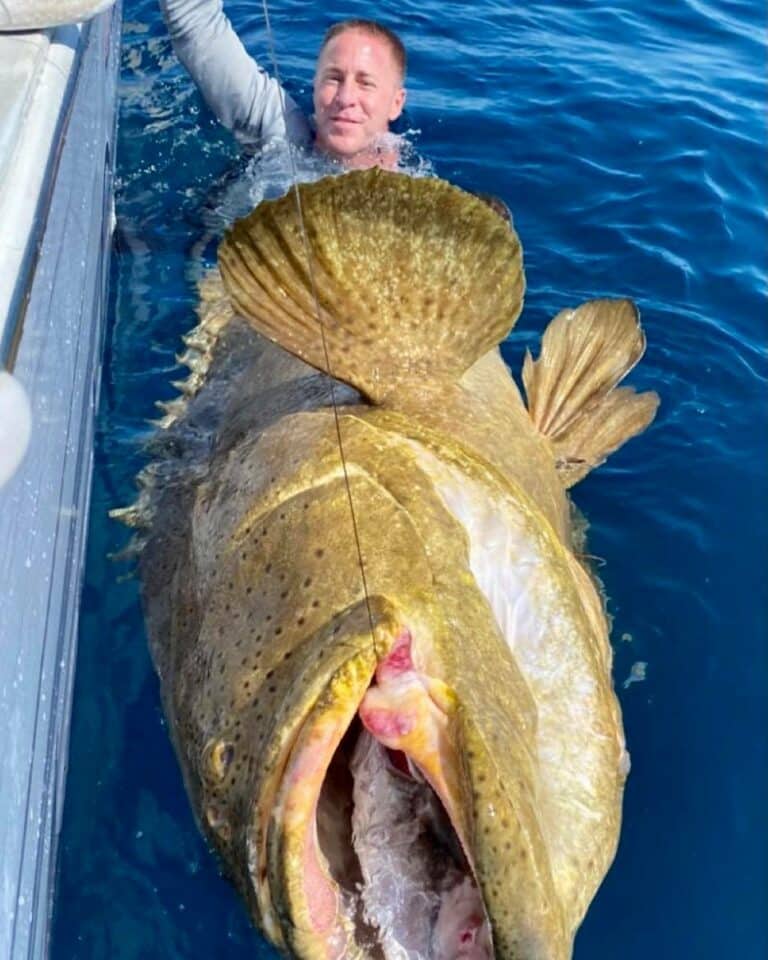 slob city charters goliath grouper fishing